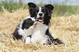 BORDER COLLIE 627